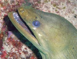  Moray eel by Lora Tucker 